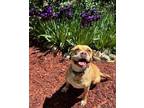 Adopt Chevelle a Boxer, Pit Bull Terrier