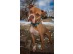 Adopt Chevelle a Boxer, Pit Bull Terrier