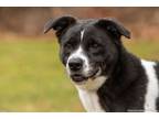 Adopt Skye a Border Collie