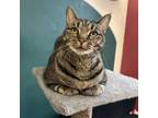 Adopt Ribeye a Domestic Short Hair