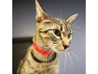 Adopt Tanana a Domestic Short Hair