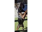 Adopt eva a Plott Hound