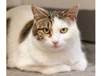 Adopt Heidi a Domestic Short Hair