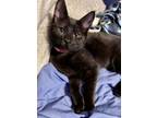 Adopt Huckleberry a Domestic Short Hair