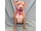 Adopt Fatima- Adoption Pending- a Pit Bull Terrier