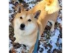 Adopt Cindy a Shiba Inu