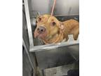Adopt Mango a Pit Bull Terrier, Mixed Breed
