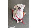 Adopt Hannah a Pit Bull Terrier