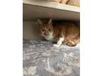 Adopt Marley a Domestic Short Hair