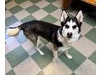 Adopt Connie a Siberian Husky, Mixed Breed