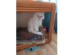 Adopt Crystal a Persian