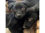 Adopt Imo a Labrador Retriever, Rottweiler