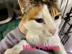Adopt Miss Pickles a Calico