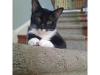 Adopt Clarissa23 a Domestic Short Hair