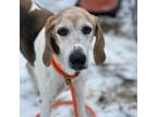 Adopt Norma a Treeing Walker Coonhound, Beagle