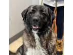 Adopt Mila a Anatolian Shepherd, Shepherd