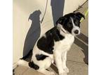 Adopt Panda a Border Collie