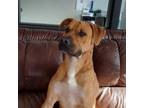 Adopt Lopez a Black Mouth Cur, Mixed Breed