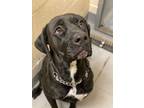 Adopt Blossom - Call to book an appointment! a Black Labrador Retriever
