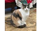 Adopt Penny a Dilute Calico, Domestic Short Hair