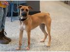 Adopt Safari fka Moka a Mixed Breed