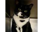 Adopt New Balance a Domestic Short Hair