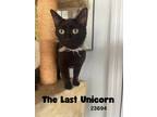 Adopt The Last Unicorn a Domestic Short Hair