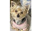 Adopt Pixie a Yorkshire Terrier