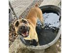 Adopt Tullip a Mastiff