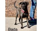 Adopt Bada a Boxer