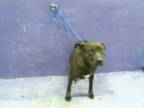 Adopt ALI a Staffordshire Bull Terrier, Mixed Breed