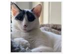 Adopt Tate from Saudi Arabia a Domestic Short Hair, Egyptian Mau