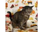 Adopt Dolly - MISSING a American Shorthair