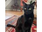 Adopt Leyla a American Shorthair