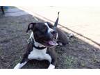 Adopt Cookie a American Staffordshire Terrier, Pit Bull Terrier