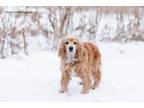 Adopt Sloane a Cocker Spaniel