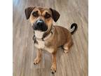 Adopt Molly a Black Mouth Cur