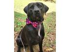 Adopt Raven a Black Labrador Retriever