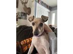 Adopt W Pearl a Rat Terrier, Whippet