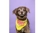 Adopt Liezel a Spaniel, Pomeranian