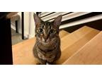 Adopt Brook a Tabby, Domestic Short Hair