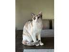 Adopt Tilly a Domestic Short Hair, Siamese