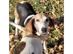 Adopt Anna a Treeing Walker Coonhound