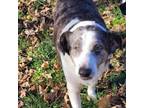 Adopt Scarlet a Fox Terrier, Australian Cattle Dog / Blue Heeler