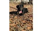 Adopt Bonnie a Black Labrador Retriever, Hound