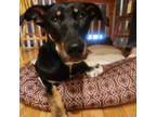 Adopt Raelynn a Doberman Pinscher, Mixed Breed