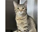 Adopt Maddie Rae a Domestic Short Hair