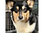 Pembroke Welsh Corgi Puppy for sale in Chowchilla, CA, USA