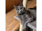 Adopt Aria (23-373 C) a Domestic Short Hair