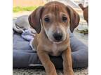 Adopt HONEY - in NY & Ready for a Meet & Greet! a Yellow Labrador Retriever